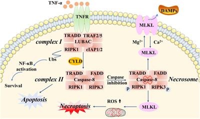 The role of novel programmed cell death in head and neck squamous cell carcinoma: from mechanisms to potential therapies